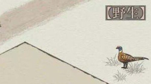 江南百景图小动物雉图鉴